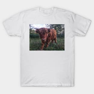 Scottish Highland Cattle Calf 2104 T-Shirt